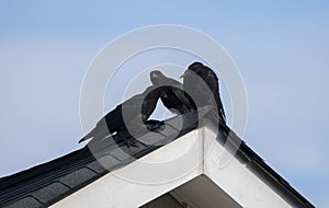 American Crow on rooftop, Clarke County GA USA photo