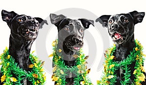 Three black dogs singing Christmas carols