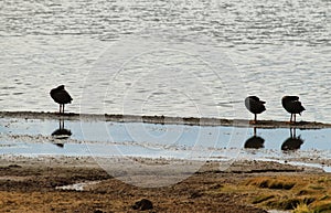 Three black ducks preening in Lake Chungara