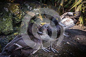 Three Black Ducks Yellow Eyes Rule of Thirds Sitting Ground Feet