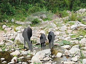 Three black familiy cows mammals animals drinking water in the river, outdoor nature wildlife in the forest stone rock green trees