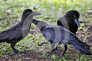 Three of black feather crow on grass field