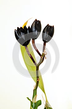 Three Black flowers orchid Fredclarkeara after dark black pearl