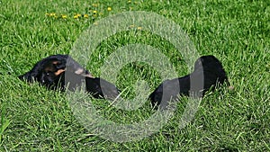 Three black german shepherd puppies walk on green grass