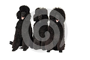 Three black king poodles isolated in white
