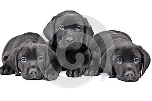 Three black lab puppies