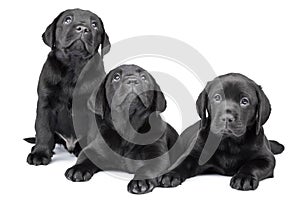 Three black labrador puppies