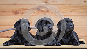 Three black labrador puppies , dog , two months old, lie on a table against the background of a wooden house