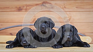 Three black labrador puppies , dog , two months old, lie on a table against the background of a wooden house