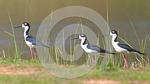 Three Black-necked Stilts on Shore of Lake