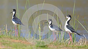 Three Black-necked Stilts on Shore of Lake