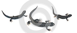 Three black newt lizards isolated on a white background