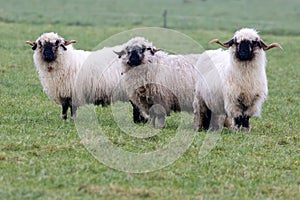 Three black nose sheep, Walliser schwarznase.