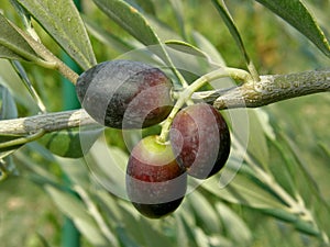 Three black olives from Croatia - Dalmatia