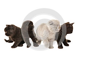 Three black and one grey british kittens  on white background