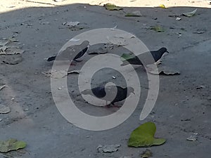 three black pigeon on the ground is searching for food on concrete path, nature photo