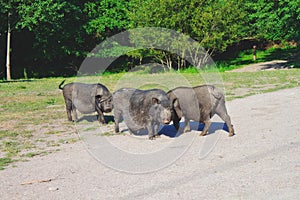 Three black pigs on village yard