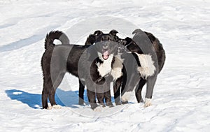 Three black puppy.