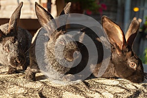 three black rabbits sitting on a table in the yard