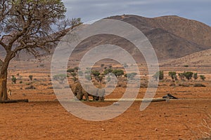 Three black rhinos at the savana in Namibia, background mountain landscape