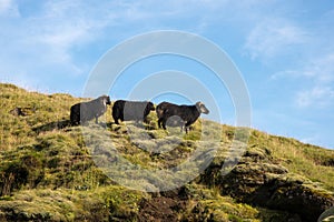 Three black sheep on the mountain