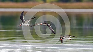 Three black skimmers (Rynchops niger) flying low over water with bokeh background