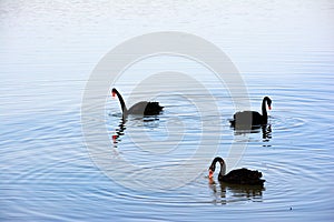 Three black swans in lake