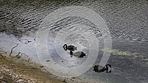Three Black swans - Rotomahana Lake