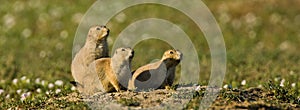 Three Black Tailed Prairie Dogs