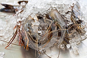 Three black tiger shrimp