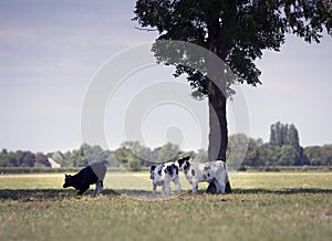 Three black and white calves enjoy shadow or tree in green grassy dutch meadow