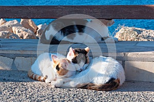 Three black and white cat.