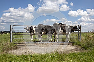 Three black and white cows behind an iron fence, standing in a pasture, next to each other with at the background more cows, and a