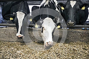 Three black and white cows eating in stable photo