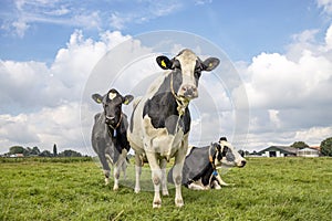 Three black and white cows in a pasture under a blue sky and a straight horizon. two cows standing upright and one frisian