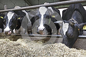 Three black and white cows in stable eat photo
