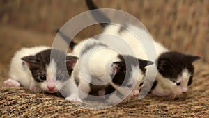 Three black white kitten