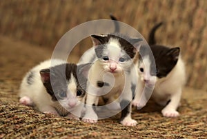 Three black white kitten