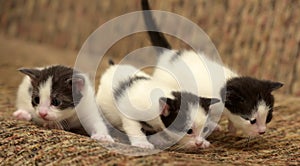 Three black white kitten