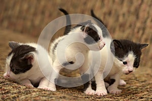 Three black white kitten