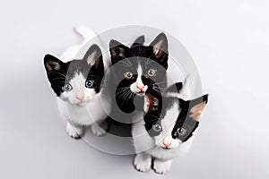 Three black and white kittens looking up at the camera. AI generative image