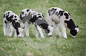 Three black and white lambs in a field eating grass, with little horns
