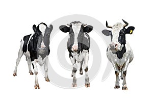 Three black and white spotted cows full length isolated on white background