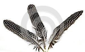 Three Black and White Spotted Guinea Fowl Feathers