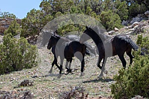 Three black wild horses of spanish descent running fast in the mountains of the western USA