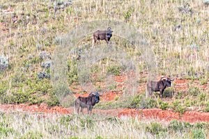 Three black wildebeest, Connochaetes gnou,  shortly before sunrise at Uithoek