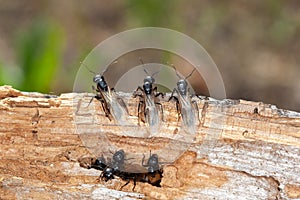 Three black winged ants like the guardians