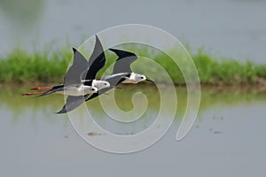 Three Black-winged Stilts flying above waterly pre-harvest rice field