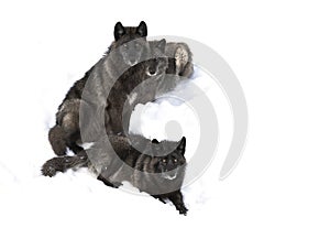 Three Black wolves Canis lupus portrait isolated on white background sitting in the winter snow in Canada