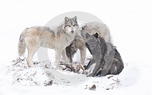 Three Black wolves isolated on white background eating in the winter snow in Canada